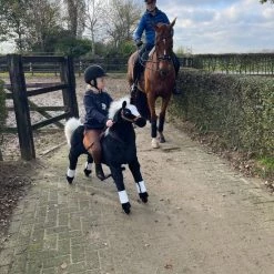 Animal Riding Paard Maharadscha Zwart X-Large - Rijdend Paardenspeelgoed - Paardenspeelgoed - Zadelhoogte 78 CM- Verstelbaar Pedaal 3 Standen - Afneembaar Zadel 10 Animal Riding Paard Maharadscha Zwart X-Large - Rijdend Paardenspeelgoed - Paardenspeelgoed - Zadelhoogte 78 CM- Verstelbaar Pedaal 3 Standen - Afneembaar Zadel -babygyms Winkel 550x733 8